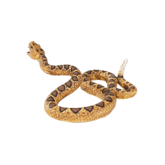 Toy School Rattlesnake