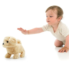 Pugs At Play Walking Goldie 6.5 B/O